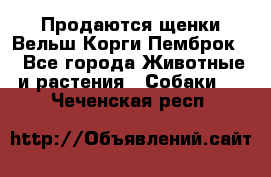 Продаются щенки Вельш Корги Пемброк  - Все города Животные и растения » Собаки   . Чеченская респ.